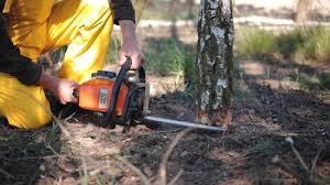 Best Arborist Consultation Services  in Floresville, TX